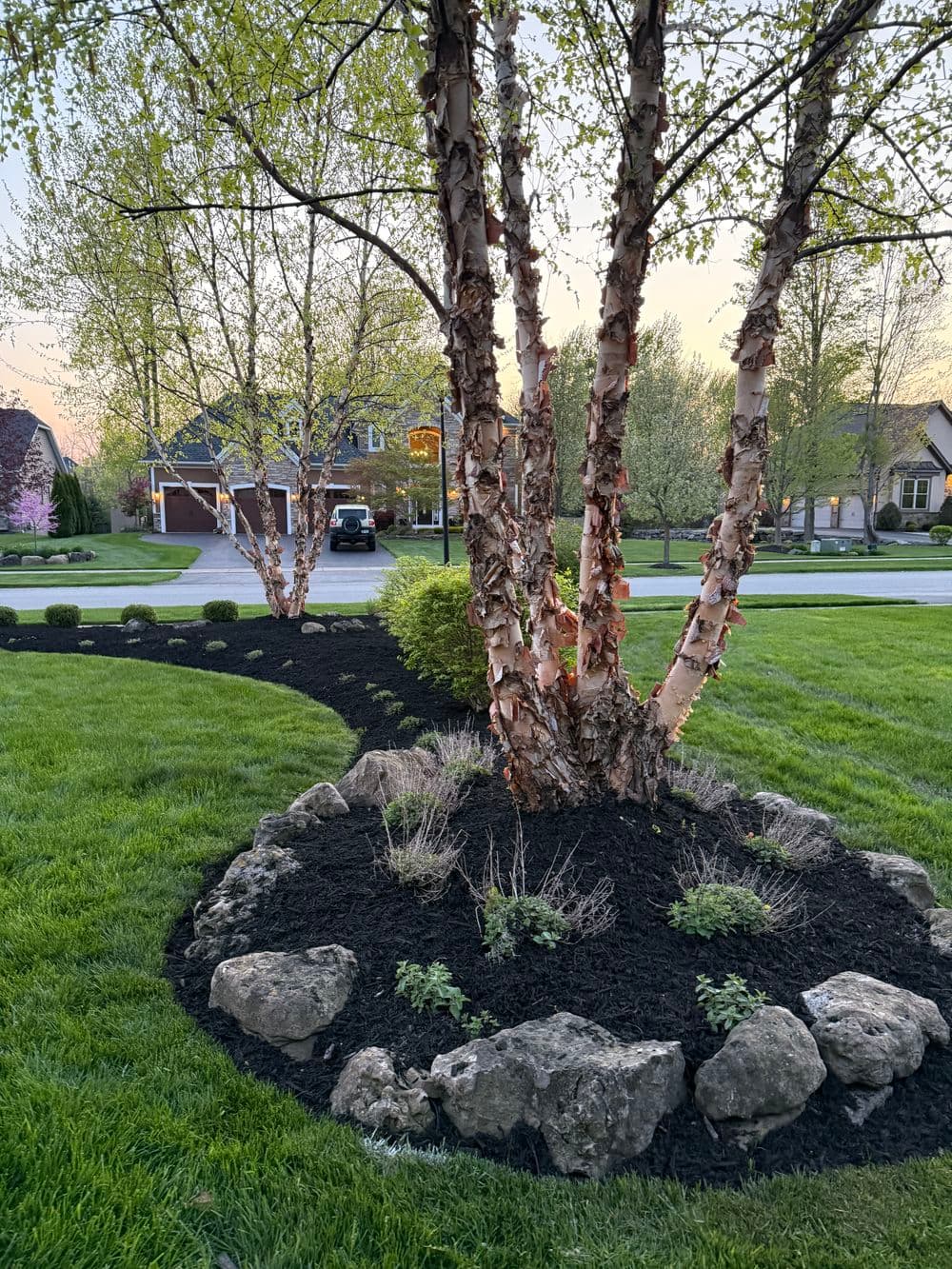 Beautifully landscaped yard featuring birch trees, rock borders, and lush green grass.